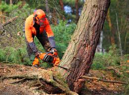 Best Tree Health Inspection  in Trinity, FL